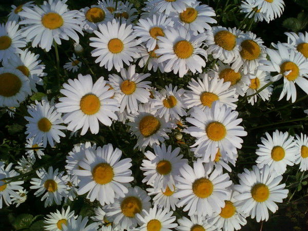 Ольга Михайловна