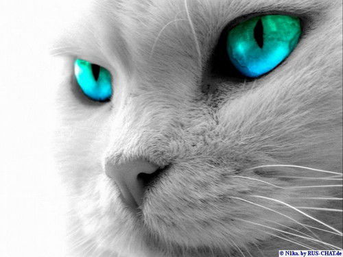 Павел Захарченко