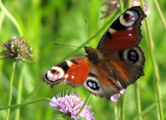 Елена Осипова