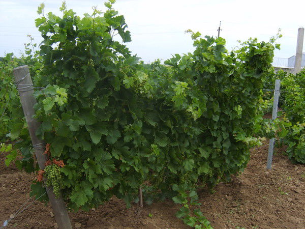 Иван Кадатский