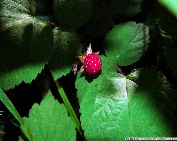 Татьянна Немкова