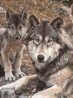 Нина Клондайк-45 Петрова