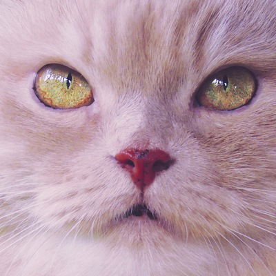 Светлана Макеева