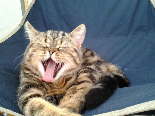 Елена Тякина