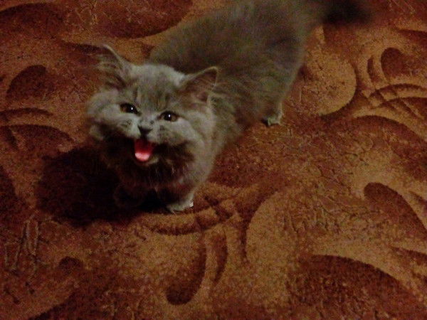 Татьяна Борисовна