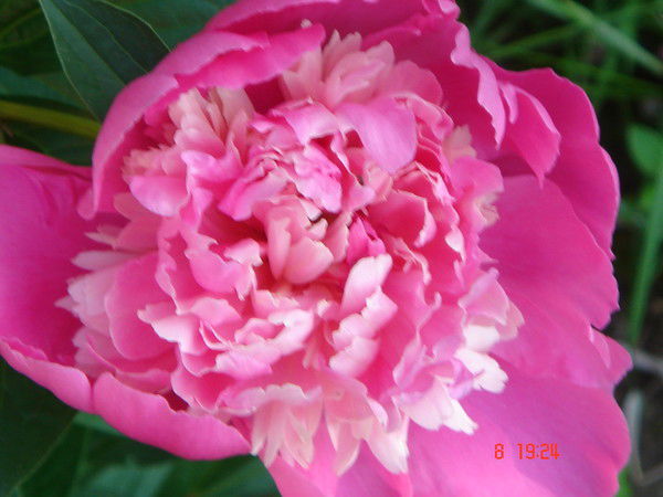 Тая Костина