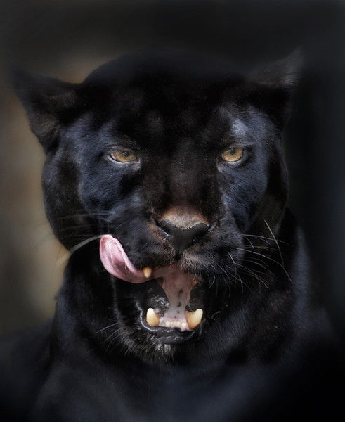 Виктор *******