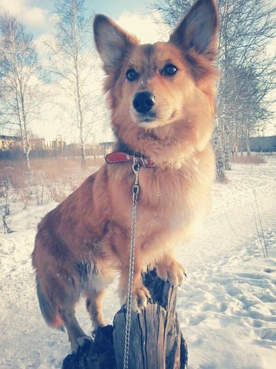 Миша Великий