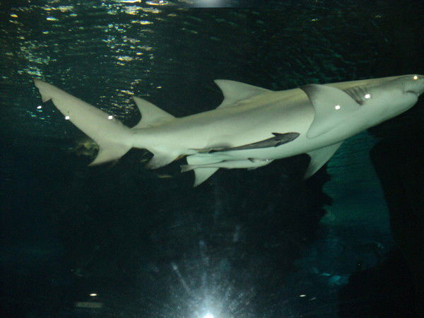 Диас Болатов