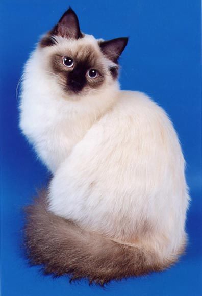 Елена Чвягина