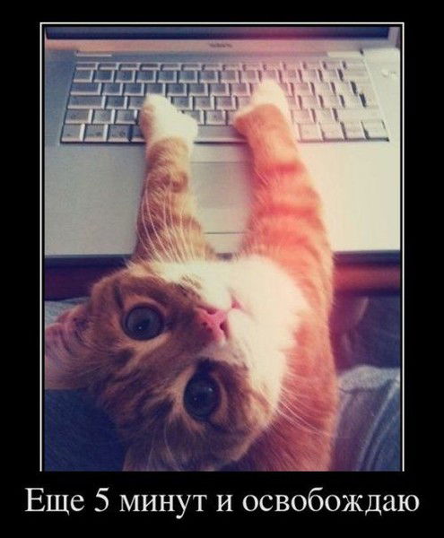 Твоя Кошечка