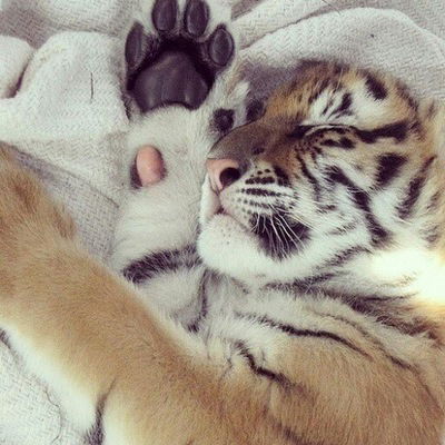 Амина Кахраманова