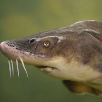 Осетровый Икорный Дом