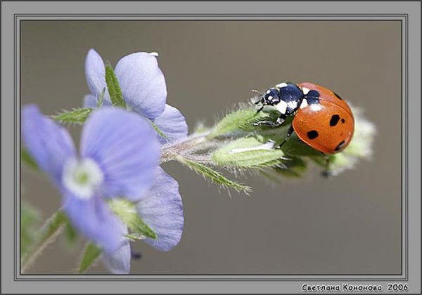 Маргарита ***