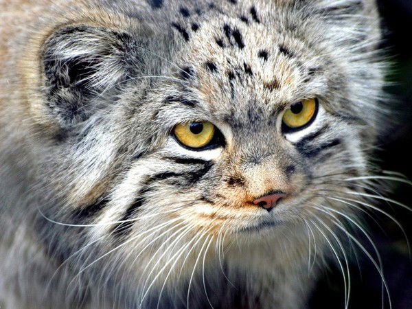 Юрий Логтев