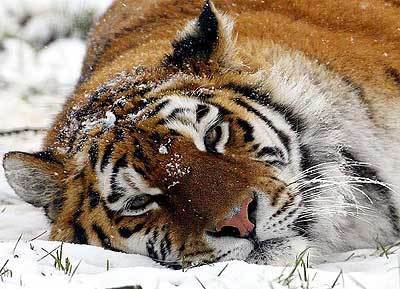 Максим Залевский