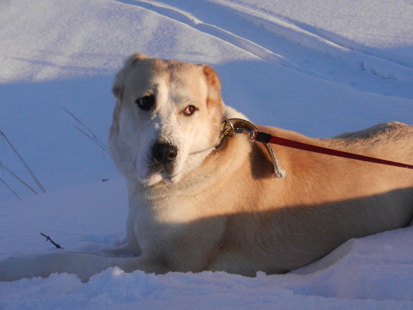 Галина Захарова