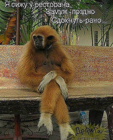 Елена Елена