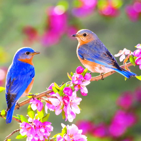 Яна Думбровская