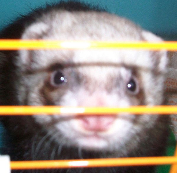 Алексей Савенков