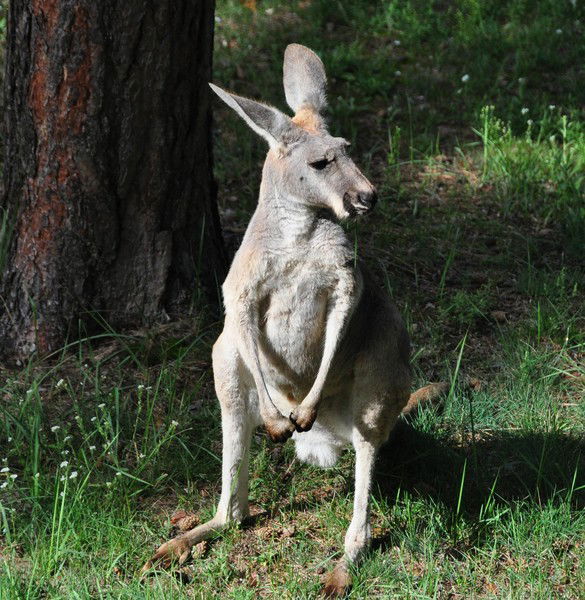 Елена Степанова