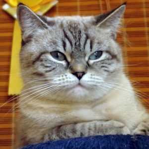 Елена Борисенко