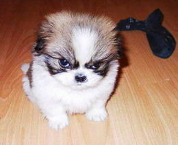 Ирина Сахарова