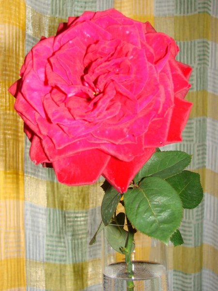 Александра Морозова