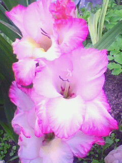 Любимая Зайка