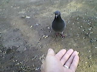 Юрий Мясоедов