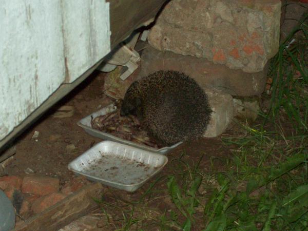 Арина Платунова