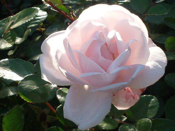 Светлана Лукьянова