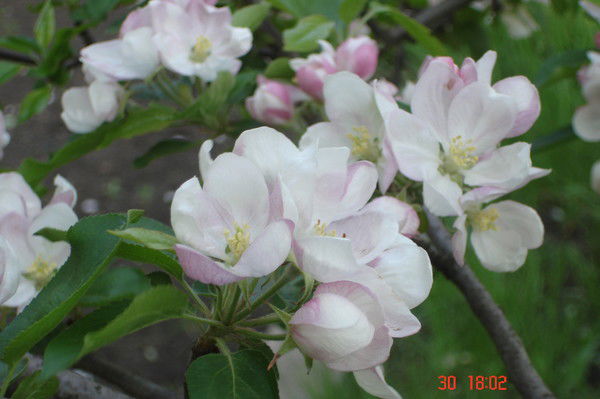 Владимир Полотебнов