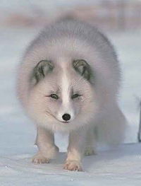 Кирилл Писцов