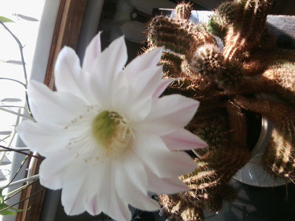 Служба Еддс