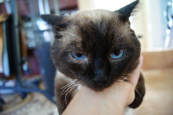 Роман Лушов