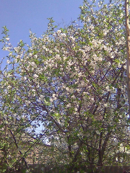 Валерий Никитин