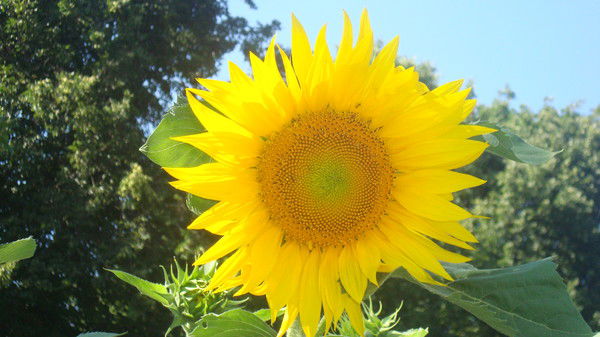 Елена Кулачкова