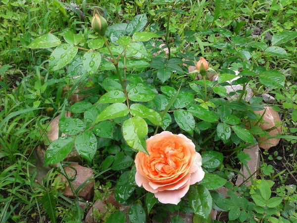 Алуся Швединская