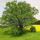 Тёма Татаринов