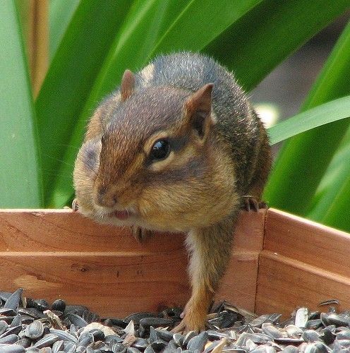 Ирина **********