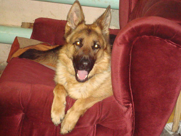 Дмитрий Игошев