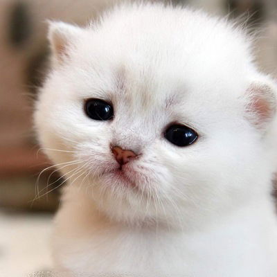 Ирина Шукенова