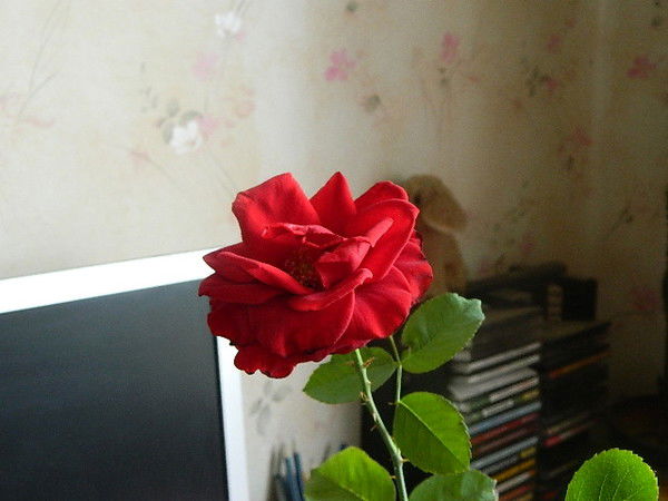 Марина Кудряшова