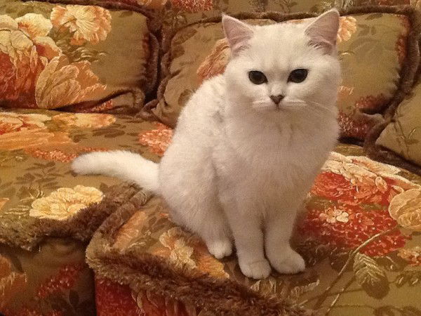 Владимир Майоров