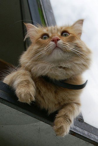 Алла Кудашева