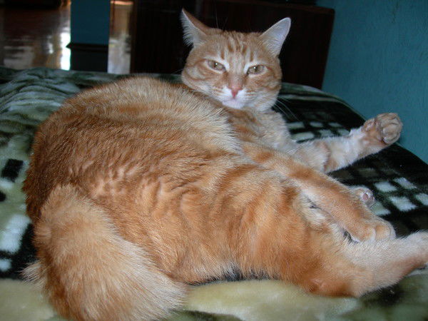 Екатеринка Спичева