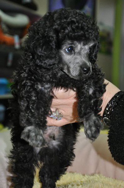 Виктор Осипов