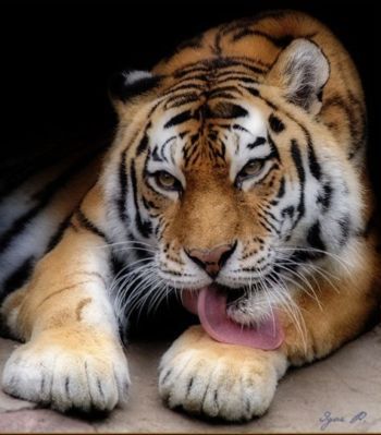 Светлана Колесова