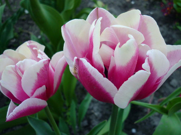 Лидия Товкач (Кравчук)